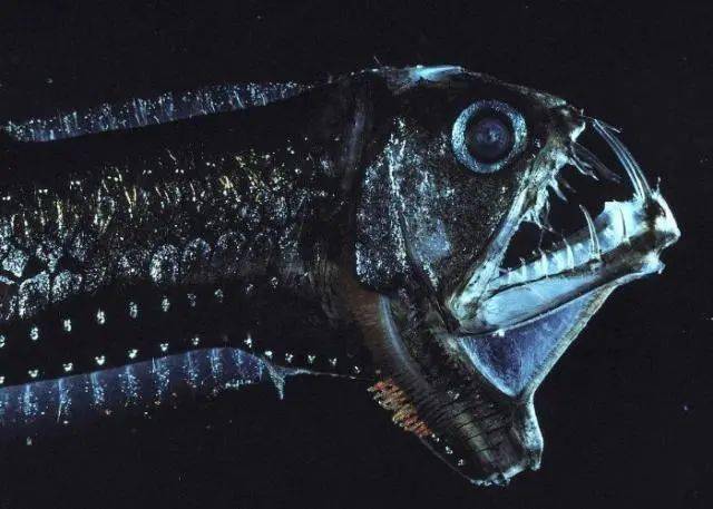 这8种比较"恐怖"的深海生物,你知道几个呢?