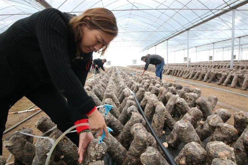 为黄爱菊在香菇大棚内认真地量温度,测湿度,查看香菇长势