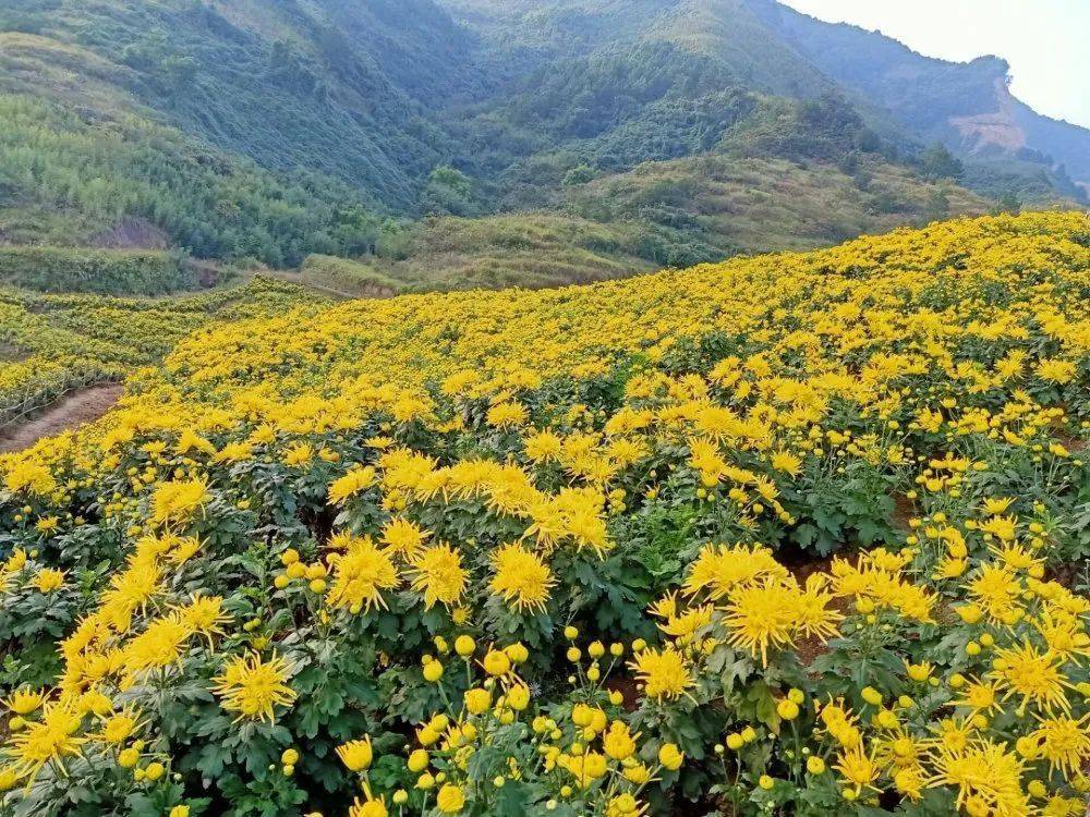 【重阳节】峨城登高望磅礴,皇菊遍地花芬芳