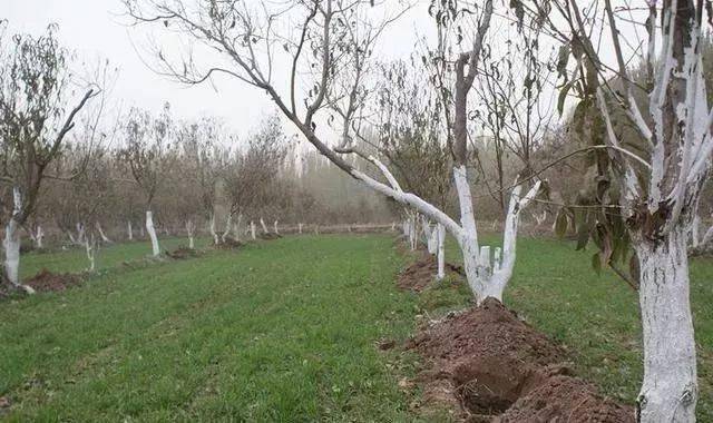 侧重点|涂白剂的配方也不同哦树木涂白用途侧重点不同
