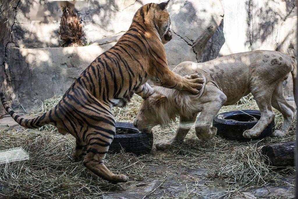 土耳其:孟加拉虎和白狮上演"轮胎争夺战"