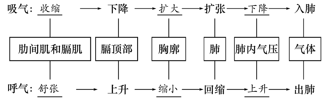 呼吸运动呼吸系统的组成及功能消化系统的组成及功能叶片的结构和功能