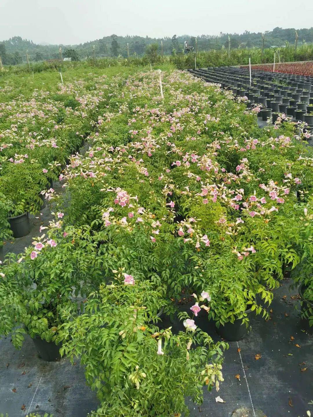 秋天常用的38种花境植物比第一杯奶茶香