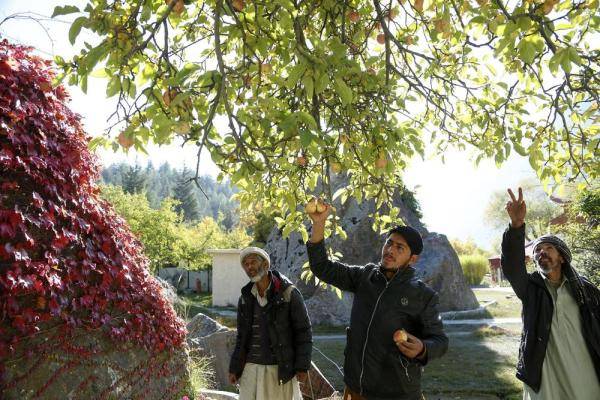 吉尔吉特|巴基斯坦：苹果收获