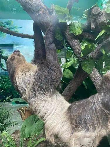 世界上爬得最慢的动物首次安家重庆动物园