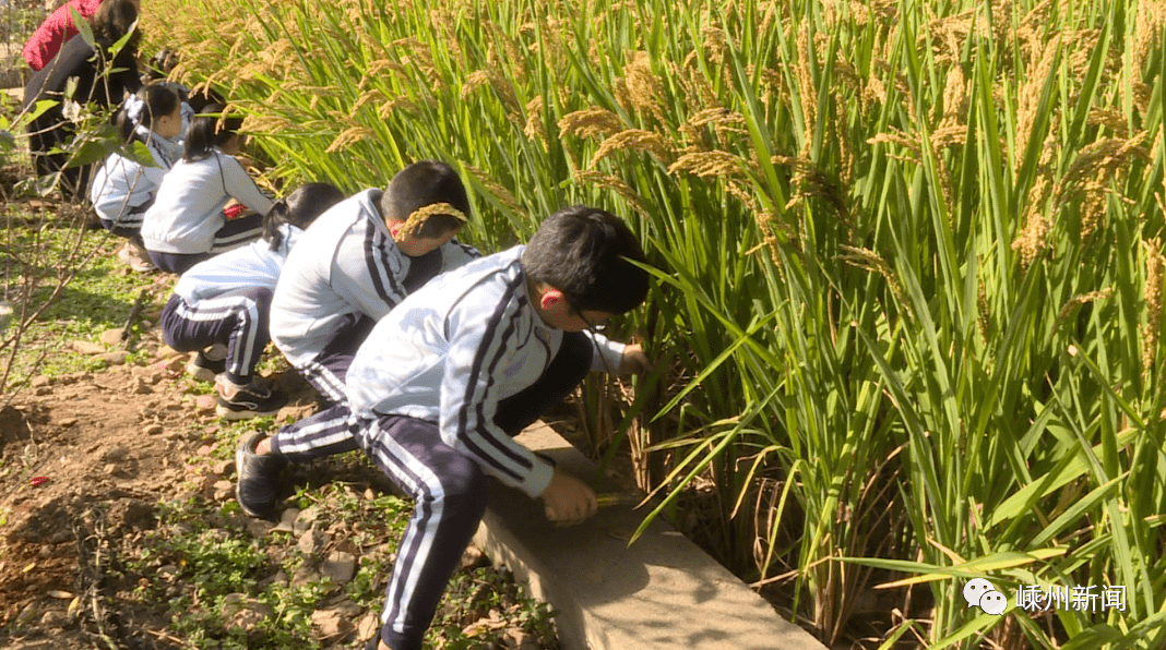 嵊州这所小学的学生化身农夫割水稻打稻谷这是要干嘛