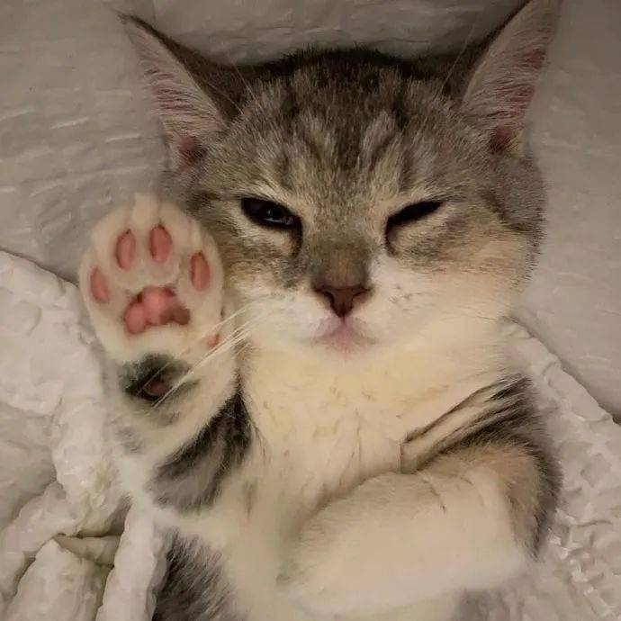 猫咪睡觉的时候还要把爪子亮出来,好想跟它击掌.太可爱了.