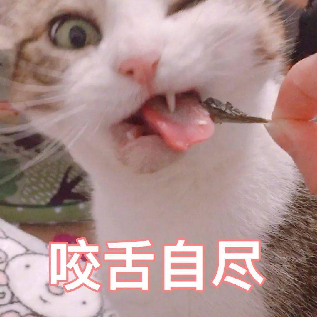 猫咪表情包:接下来你是不是要凶我了!