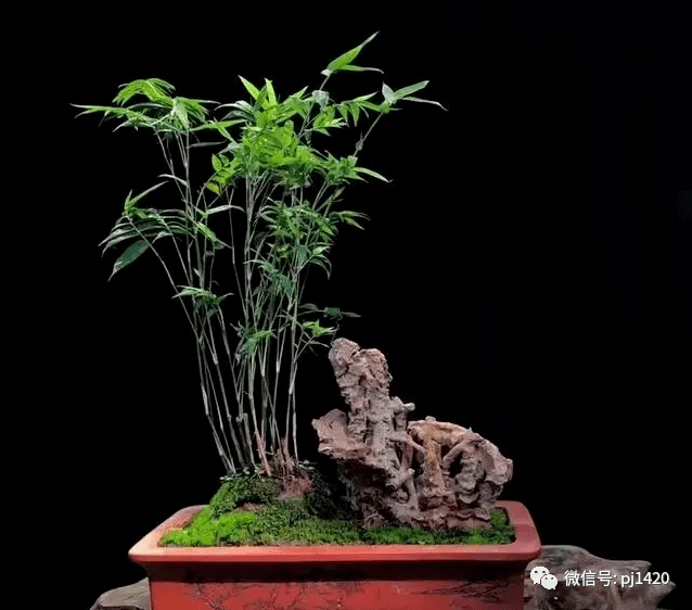 "人生贵有胸中竹"_郑永泰
