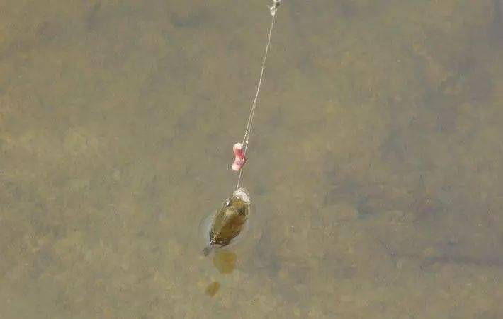 什么地方有黑蚯蚓 5e05c41964f54ffa9f349f1ea17131f9.jpeg