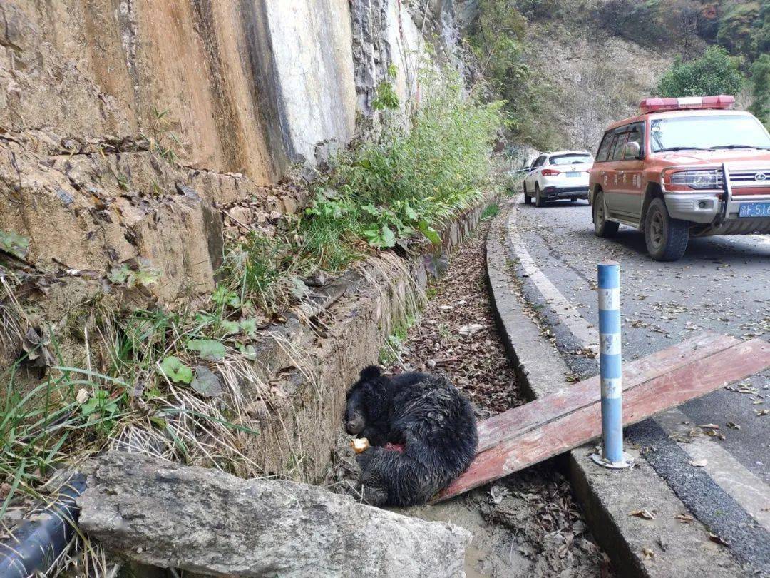 惊巫山发现受伤野生黑熊目前已运往重庆动物园接受治疗