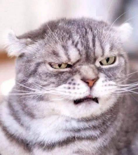 猫咪怎么才能让人抱抱 8c160b2c66a24c098c7ac4d26f188144.jpeg