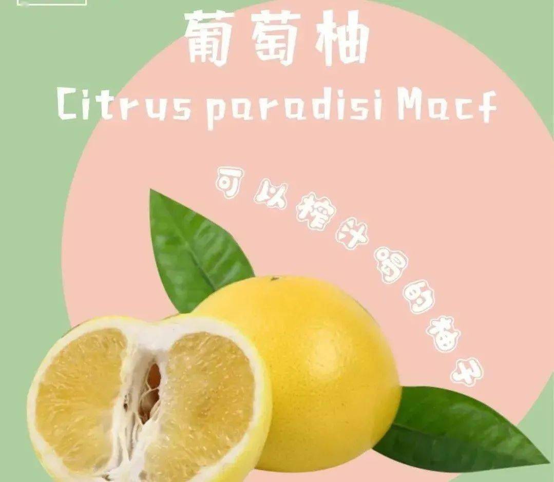 可以榨汁喝的柚子——福建葡萄柚,爆汁爽口