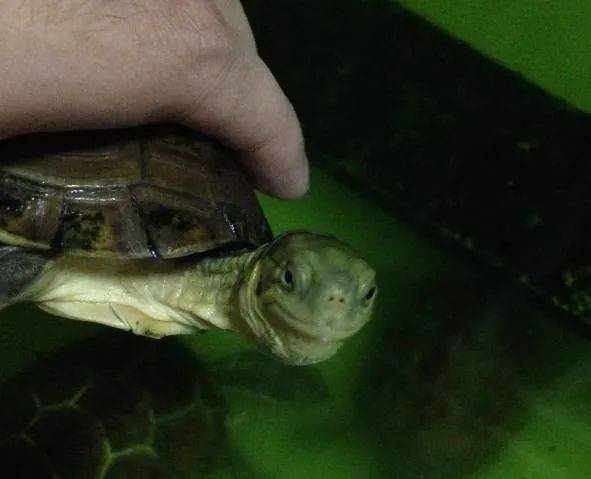 为什么乌龟的水变绿