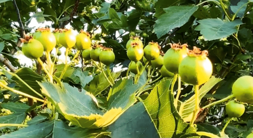 主编:f君 微信 ysbst038 一树花朵清新洁白 满树山楂花朵儿热热闹闹