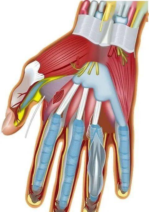 手部筋膜(肌腱)
