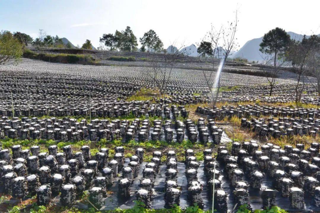 林下食用菌种植基地