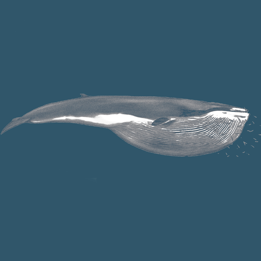 海洋科普(1243)| 小鳁鲸