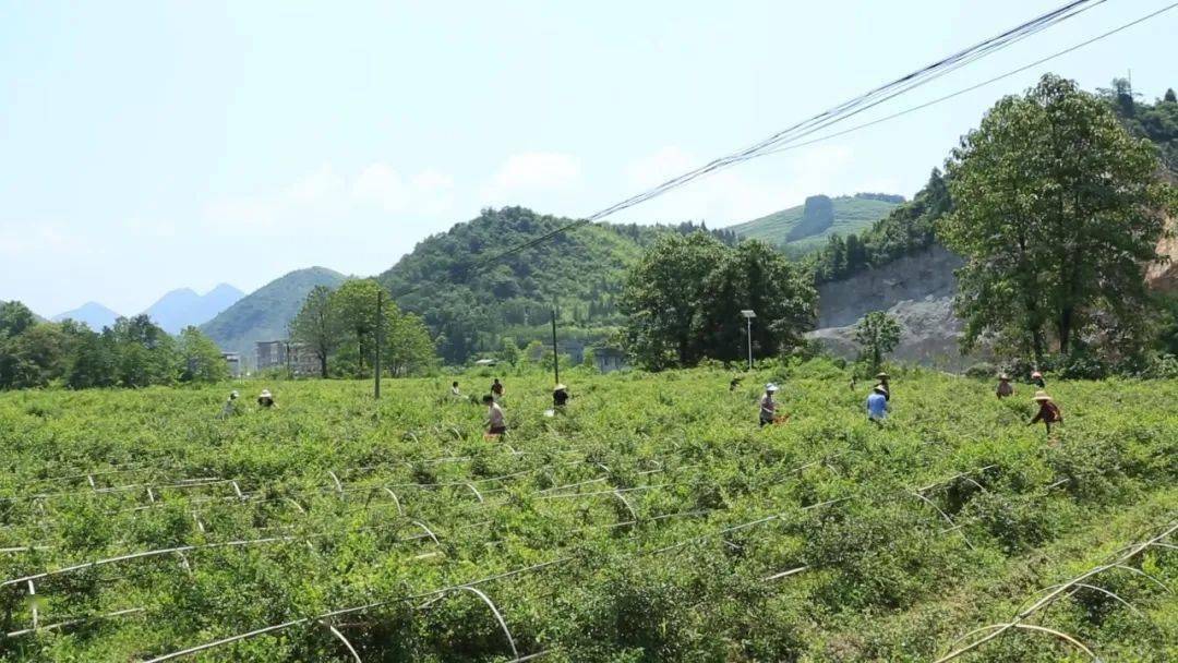 附视频!"比抓强促"争上游,这些工作,来凤重点推进!