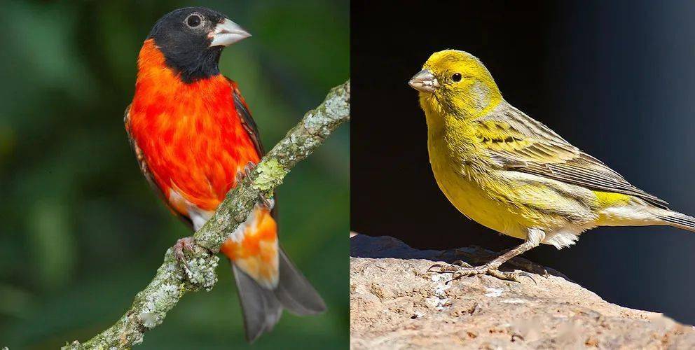 左:雄性黑头红金翅雀;右:野生金丝雀