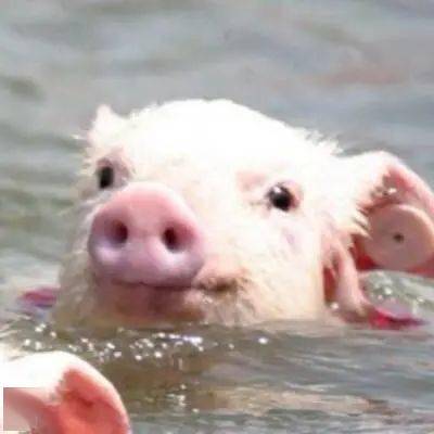 面膜|双十一囤货ing｜唤醒水光肌从它开始