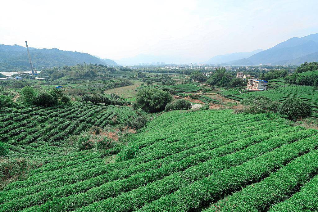 广西昭平:生态有机茶进入采摘季_茶园