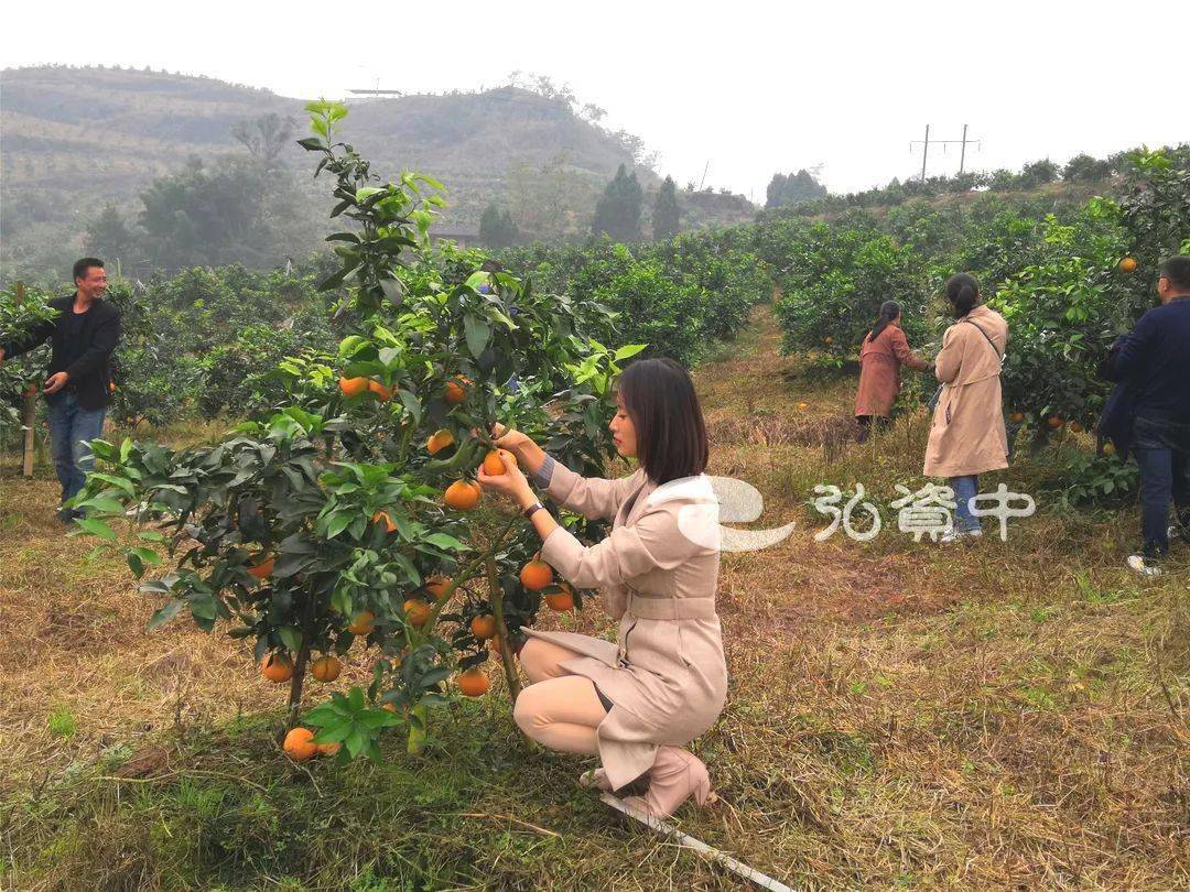 资中县各镇gdp_资中 资中车险