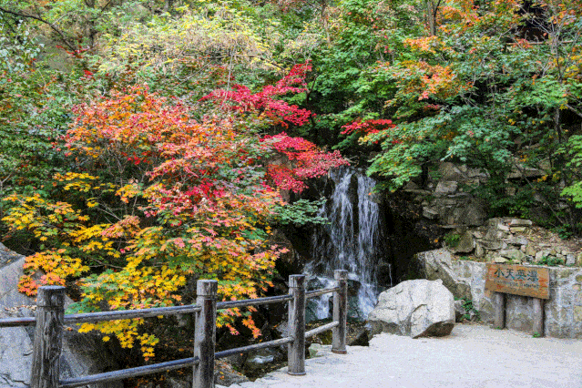 10月至11月,景区全域 黄栌,五角枫等本地树种,红叶似火