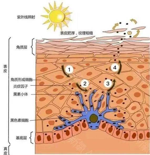 陈坤|不是吧,“不老男神”陈坤的颜值现在连李佳琦都比不过了??