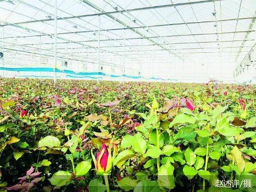 鲜花|借电商回流 云南鲜花“梅开二度”