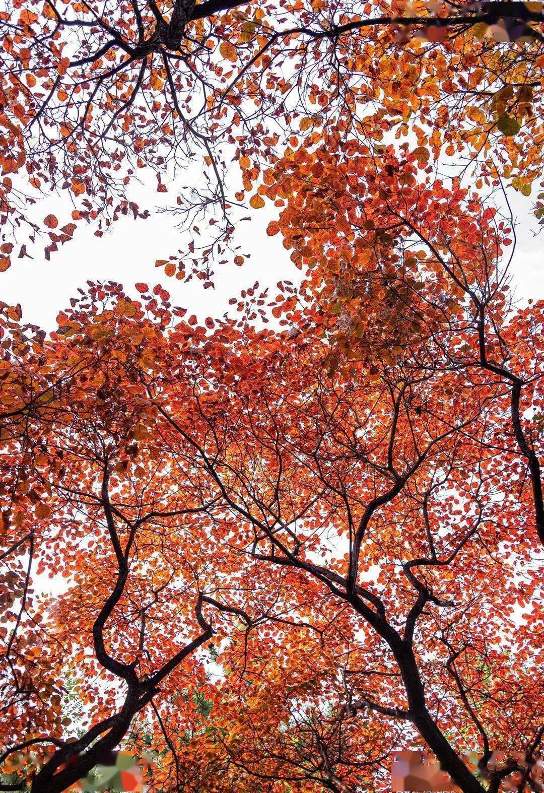 啥是五角枫 06971179848045ef98424552840bf65f.jpeg