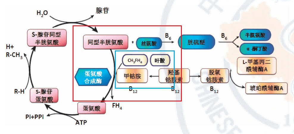 叶酸和维生素 b12 在蛋氨酸循环中的作用机制