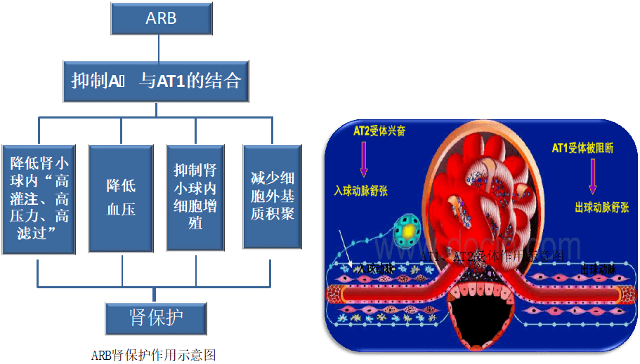 血管紧张素受体拮抗剂(arb)按其疗效也可划分为血压与非血压依赖性两