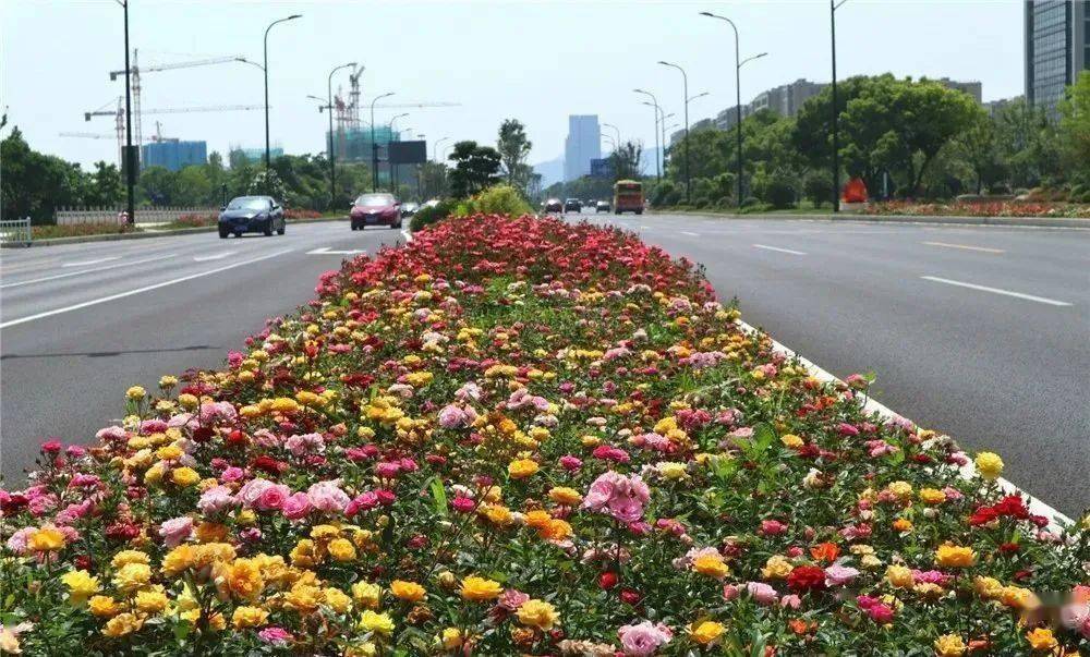 2万多平方米月季花怒放!_大道