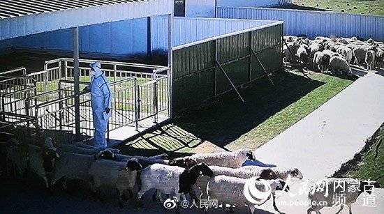 蒙古国3万只羊是如何体检的_http://www.tianyiqj.com_热点资讯_第6张