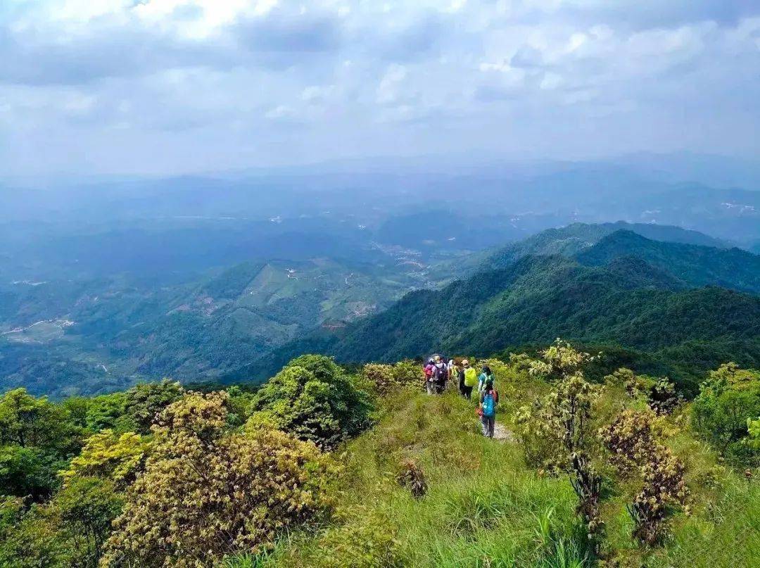 登顶】从化十登之桂峰山,桂峰柿子桂满枝头,轻松打卡千米高峰