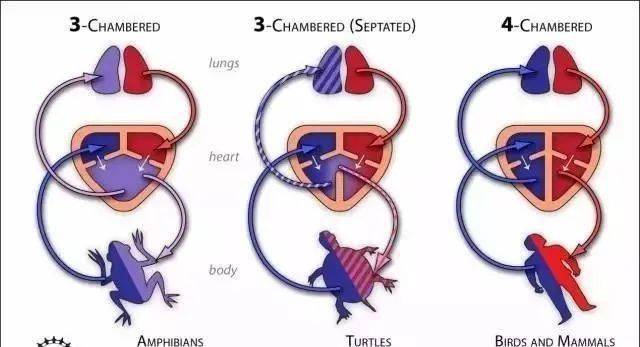 龟类的心脏只有三个腔室,分别为两个独立的心房以及一个不完整的心室