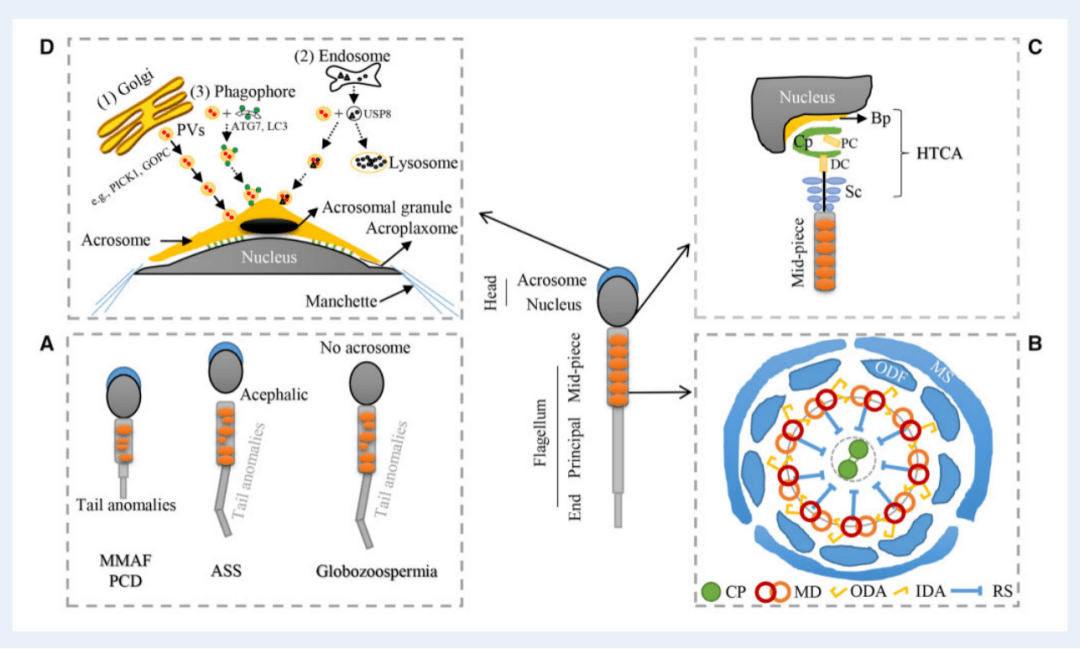 北师大陈苏仁研究组与合作者在human reproduction upd