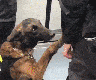 萌死了!缉毒犬看四周没人,赶紧向警员索要摸摸