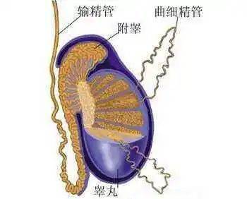 【男性小科普】什么是附睾炎,好不好治?