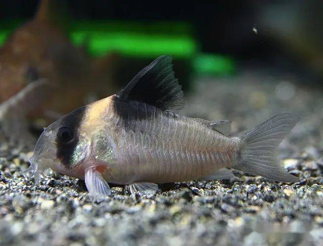 (cw045)皇冠红头鼠 corydoras sp.