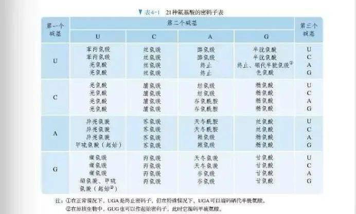 其基因组上使用aug作为起始密码子的约占77,以gug为起始密码子的约占