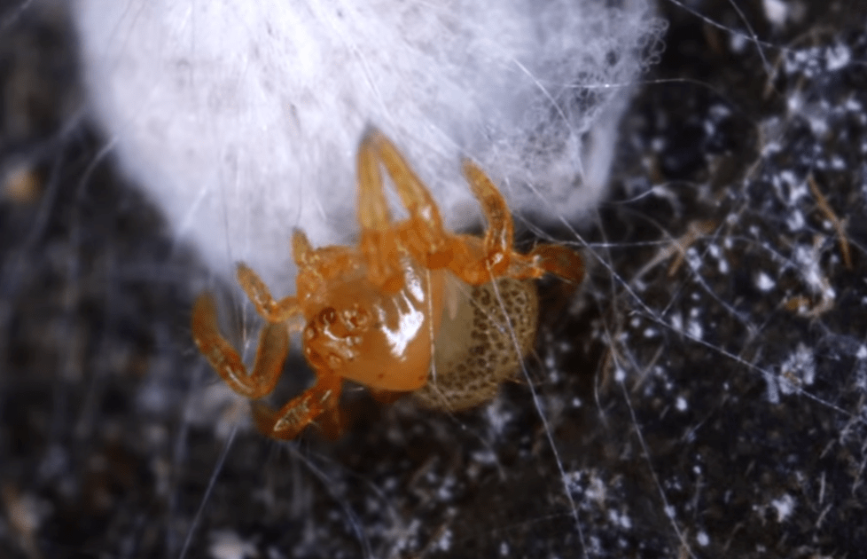 意,幼蛛的dna和已知蜘蛛科动物的dna匹配度达到86,其中包括球腹蛛科