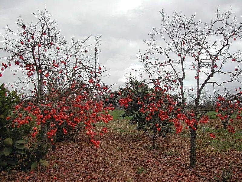 青年|柿子就像我磕的CP，要么好甜，要么好涩