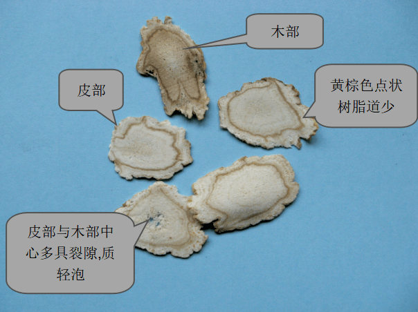 断面平坦,浅黄白色,切面边缘呈细波状,皮部可见黄棕色点状树脂道,木部