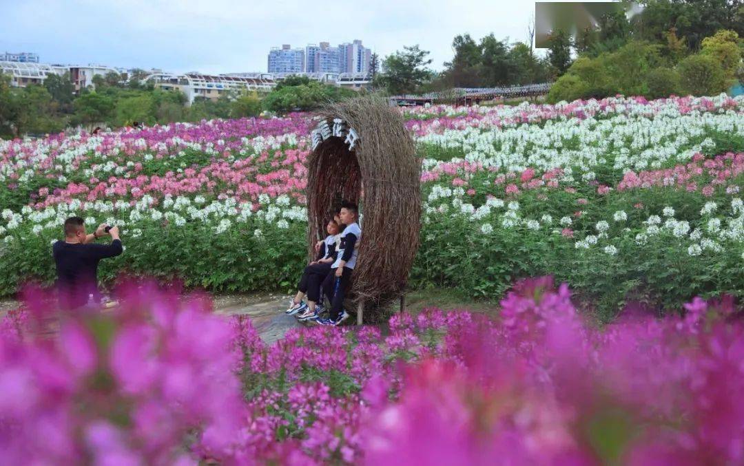 去圣莲岛绕览观音湖,观赏四季花海,体验一次骑行