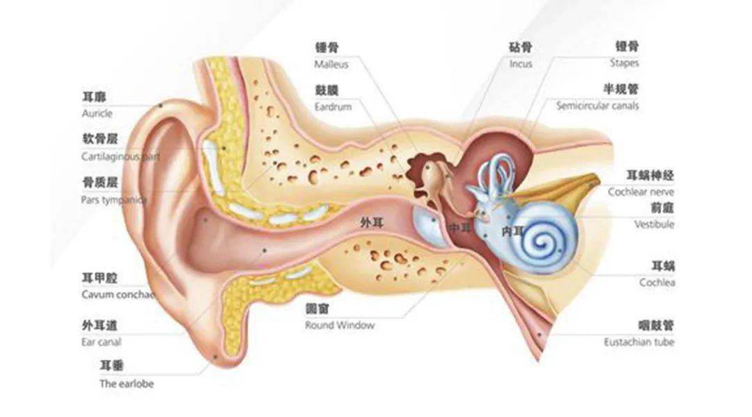 孩子耳甲腔或者耳后沟耳垂的位置,起到局部保湿的作用,不必刻意取耳屎