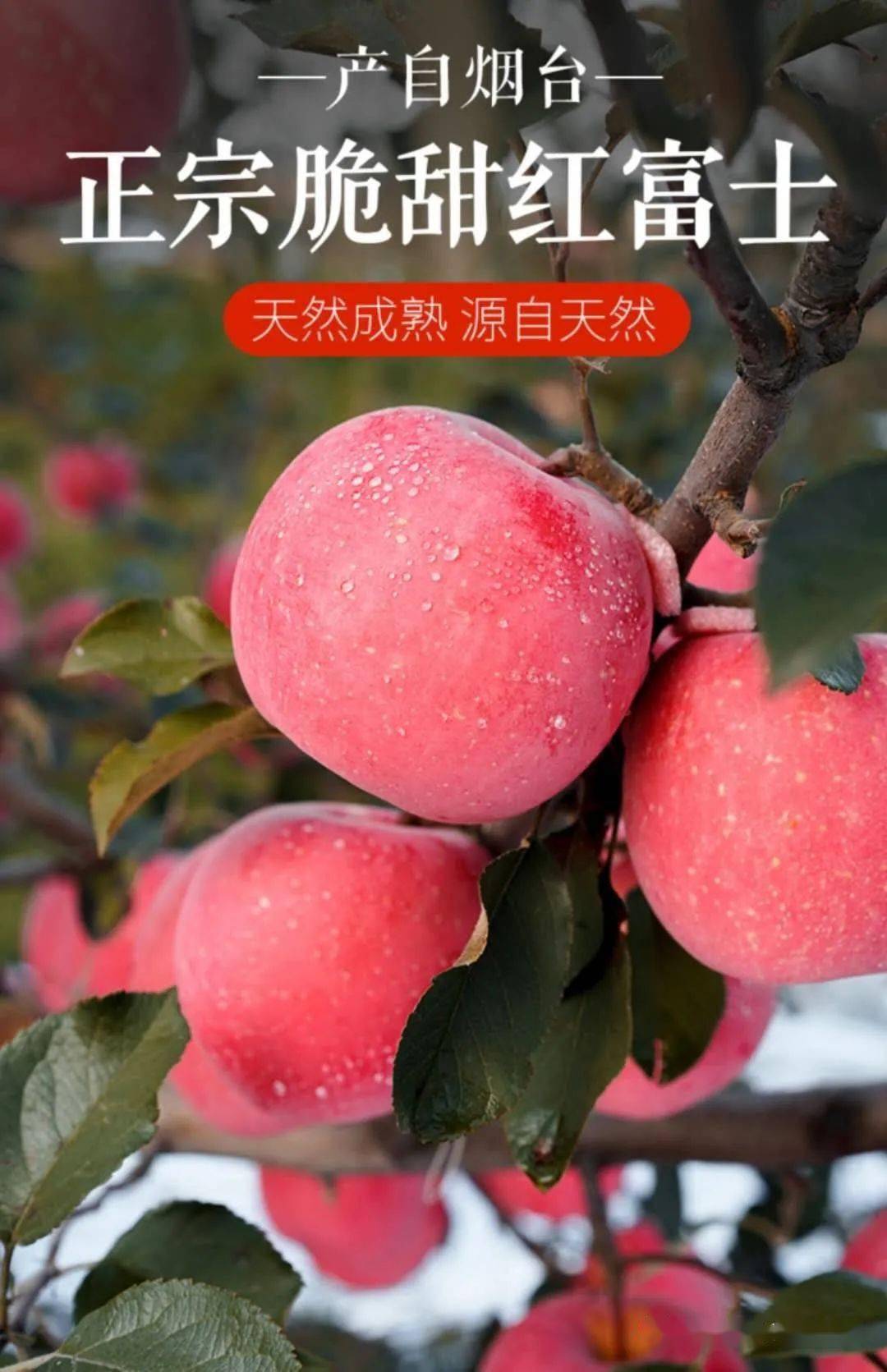 "苹"水相逢,"果"真出色——烟台红富士苹果下树啦!