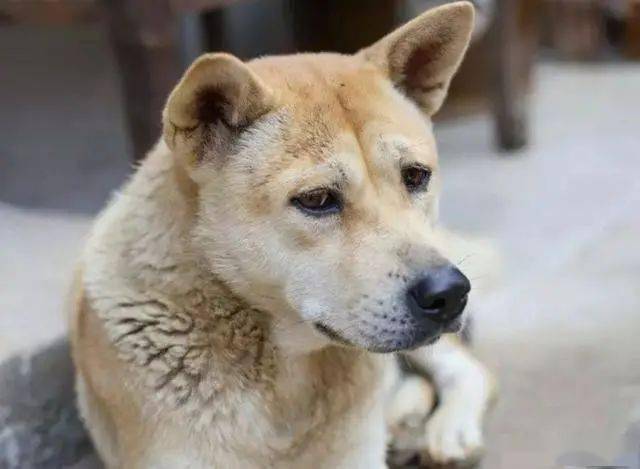 你们所不知道的中华田园犬,智商很高狗界中的"特种兵"