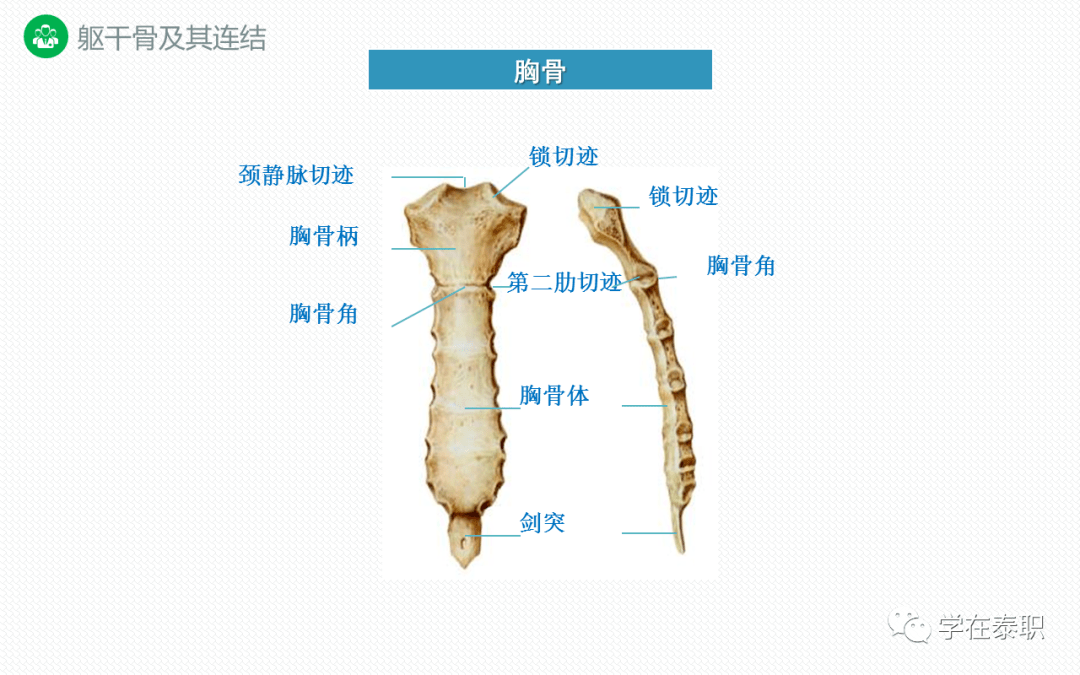 康复功能解剖躯干骨及其连结